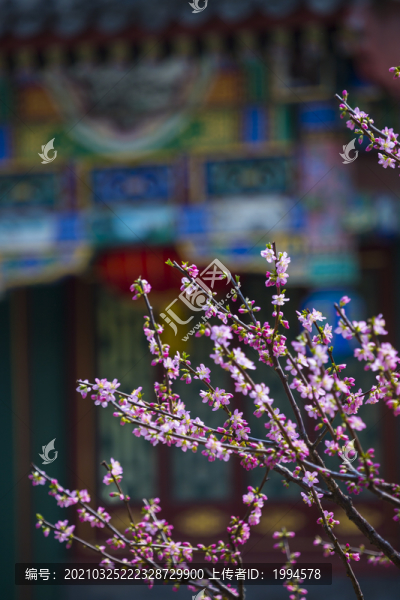 桃花