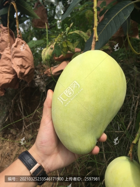 凱特芒