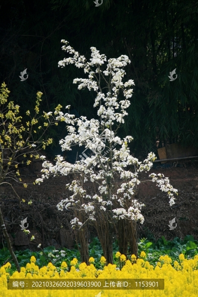 梨樹開花