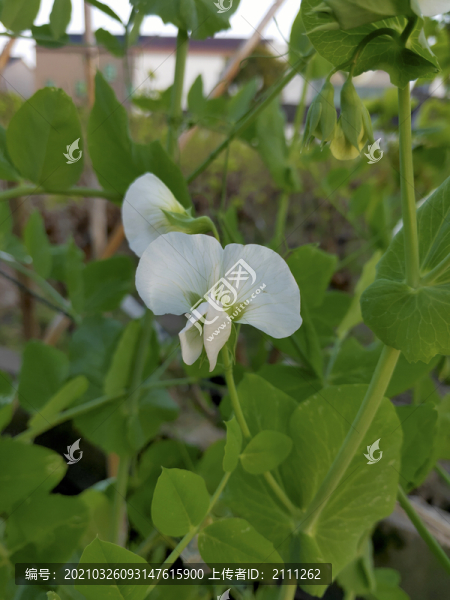 豌豆花