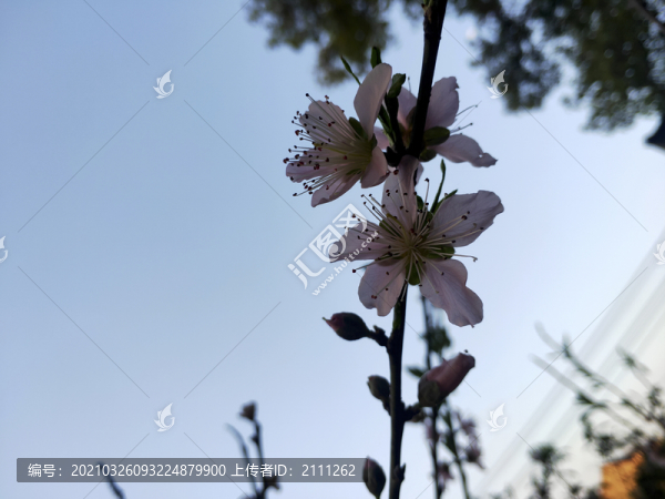 桃花
