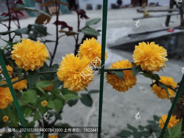 棣堂花