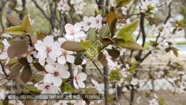 春天的花