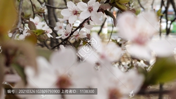 春天的花