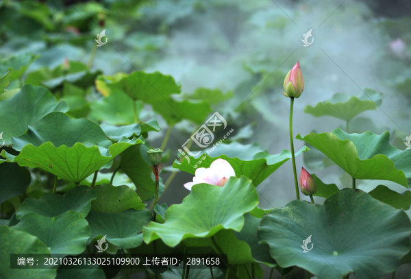 荷花