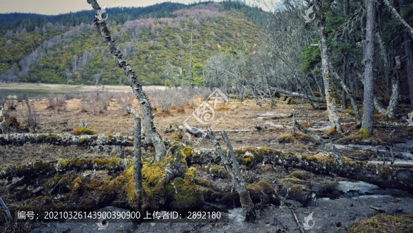 濕地森林