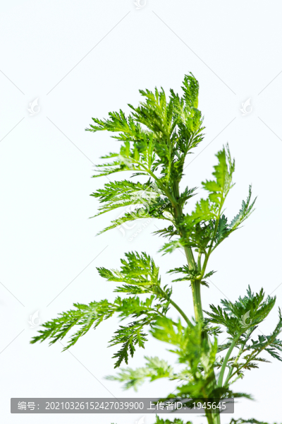 艾草