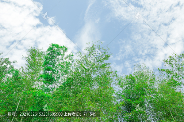 藍(lán)天竹林