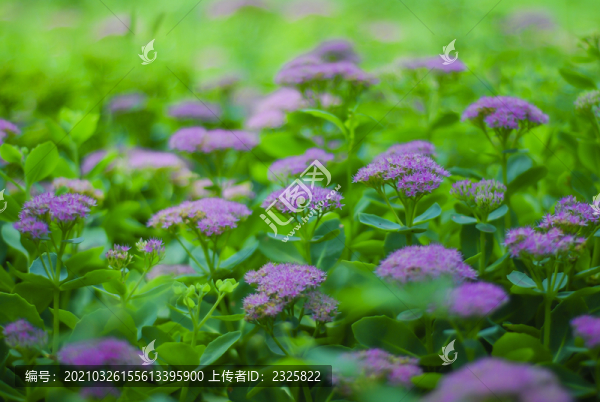 公園野花