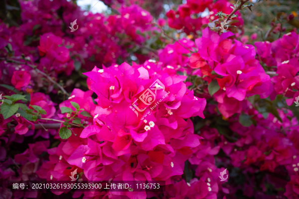 勒杜鵑
