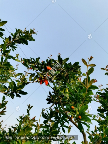 石榴開花