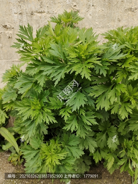 艾葉