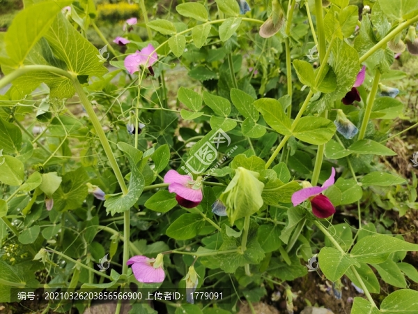 豌豆花