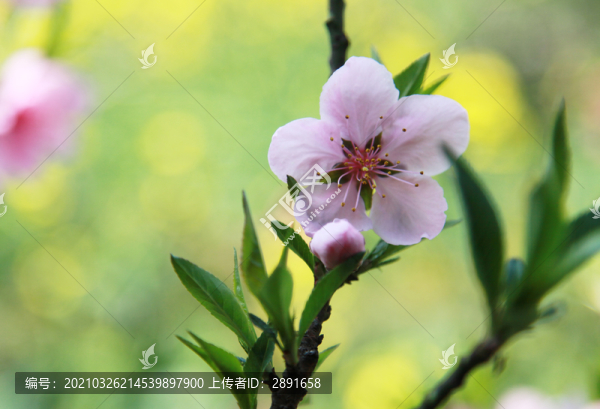 桃花