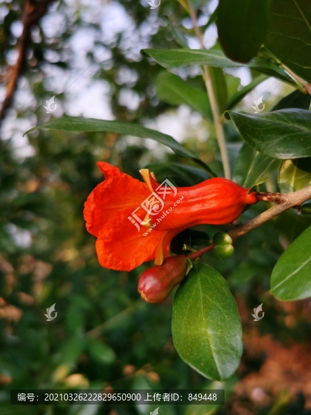 石榴開花