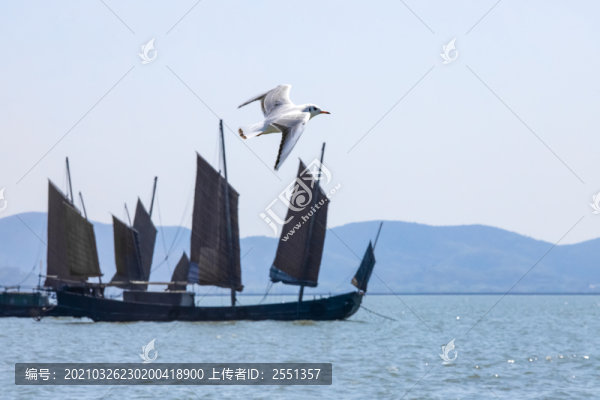 海鷗和船