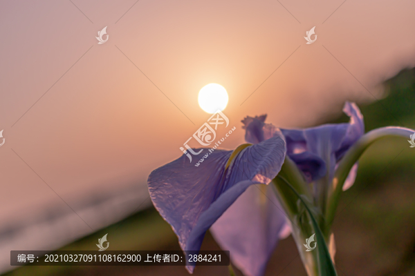 鳶尾花