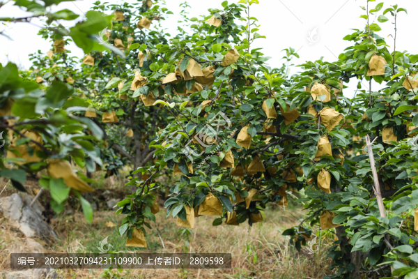 汝城翠冠梨