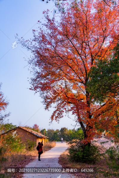 村道旁的紅楓樹(shù)