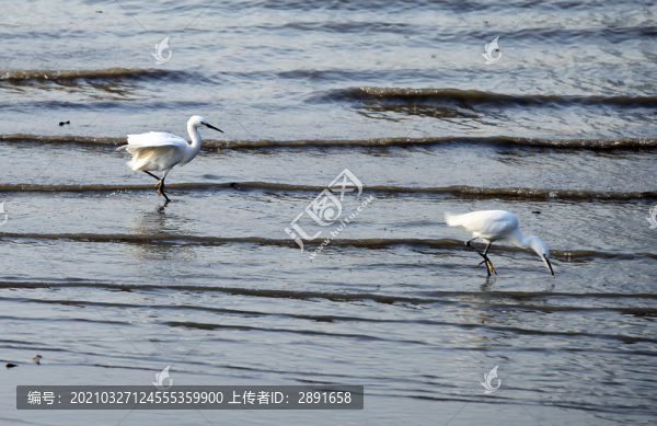飛翔的水鳥