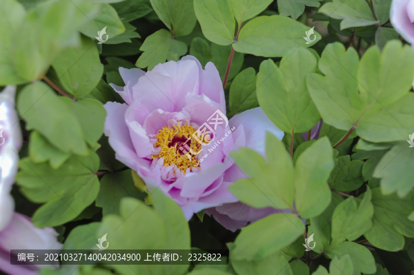 牡丹