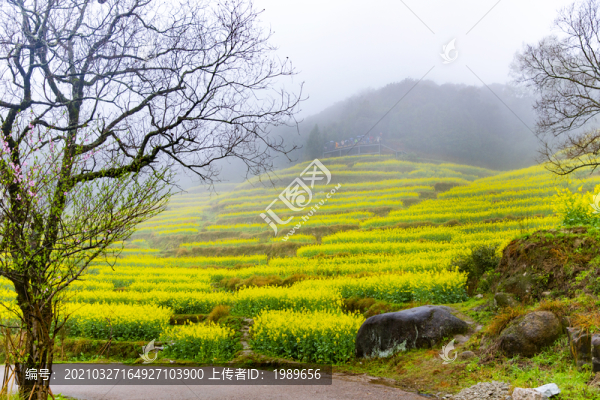 江嶺油菜花