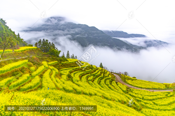江嶺油菜花梯田