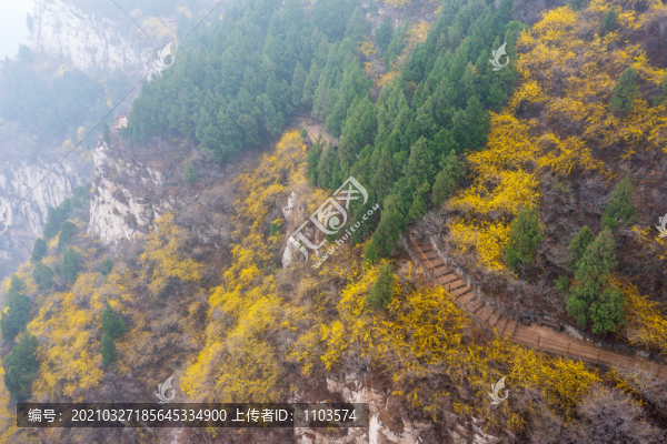 航拍濟(jì)南佛慧山連翹花開26