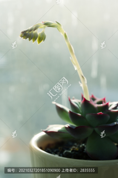 多肉植物