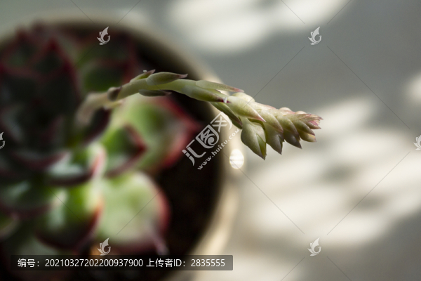 多肉植物