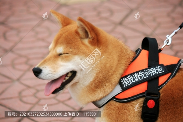 小狗
