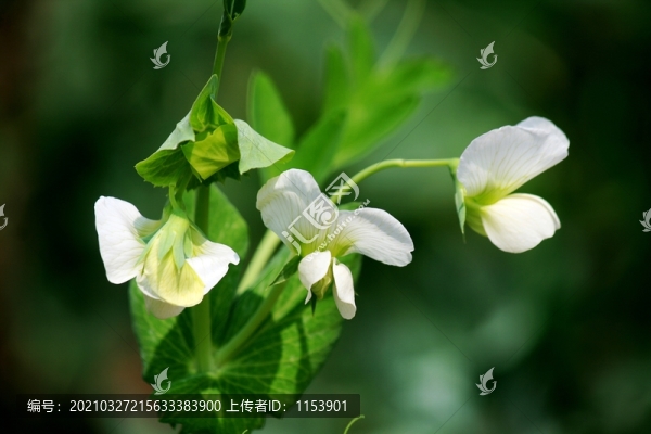 豌豆花