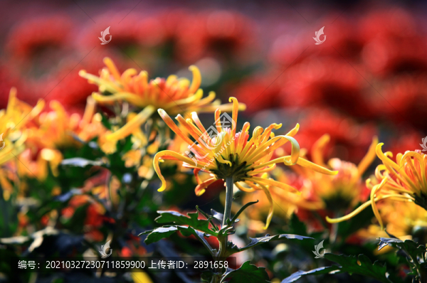 菊花