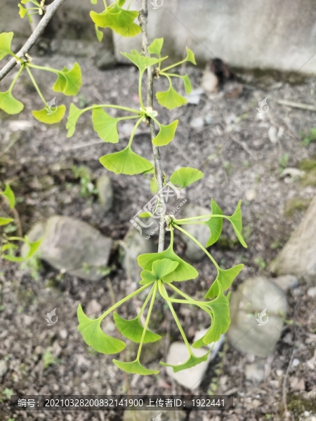 銀杏葉特寫