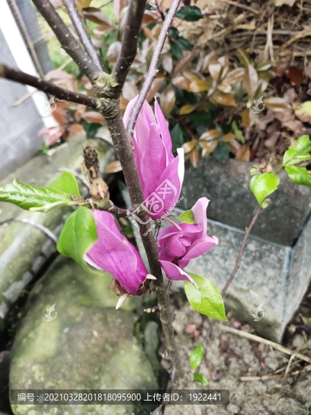 玉蘭花