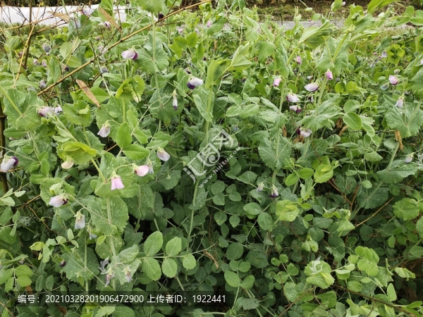豌豆種植