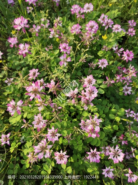 草子花