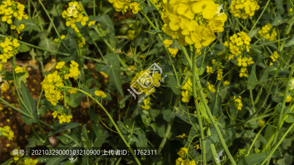 油菜花