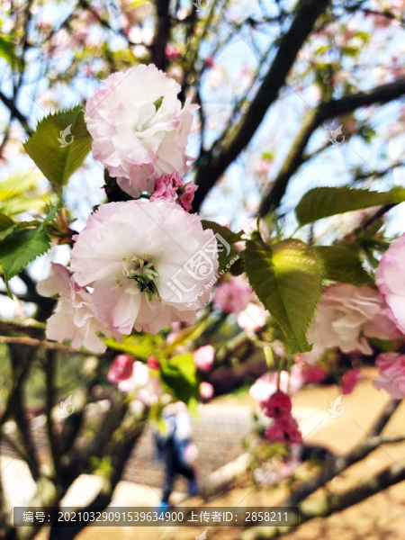 櫻花