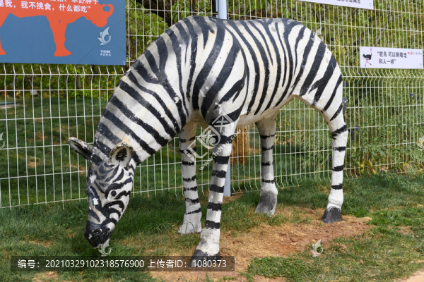 斑馬