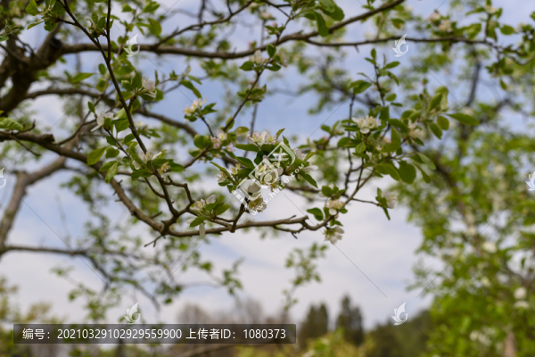梨花