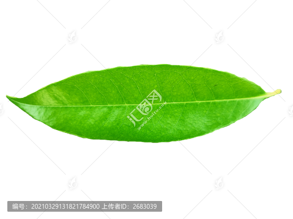 木犀樹葉樹葉
