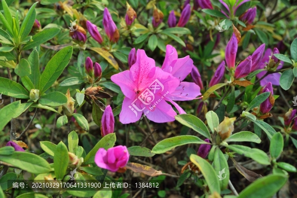 杜鵑花