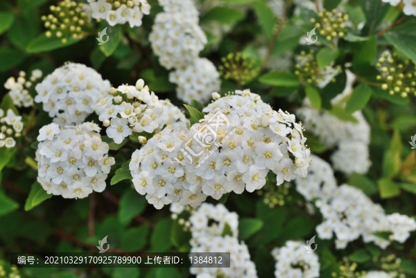 繡線菊