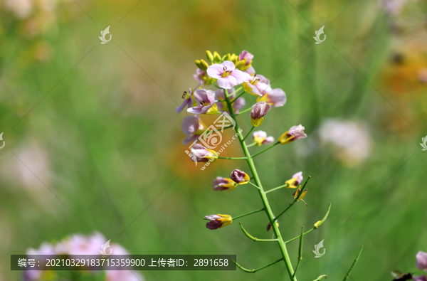 油菜花