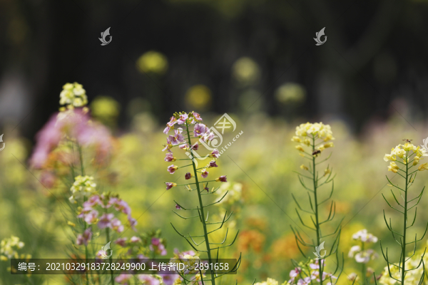 油菜花