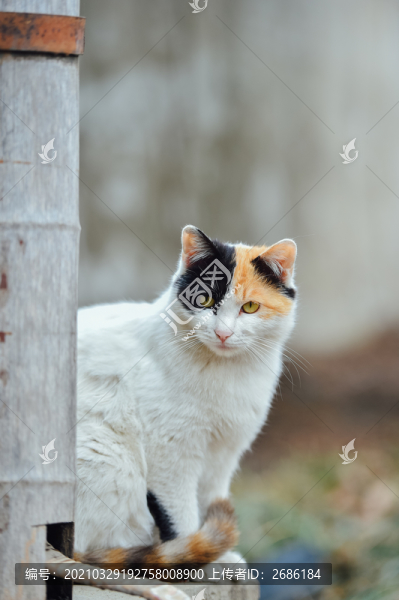 貓咪