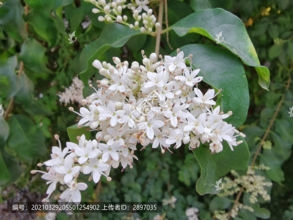 落葉灌木小蠟花