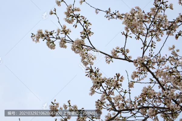 花枝