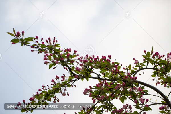 花枝